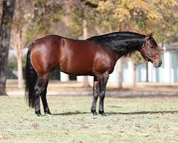 HorseID: 2311018 MISS BAMACOCK - PhotoID: 1102012