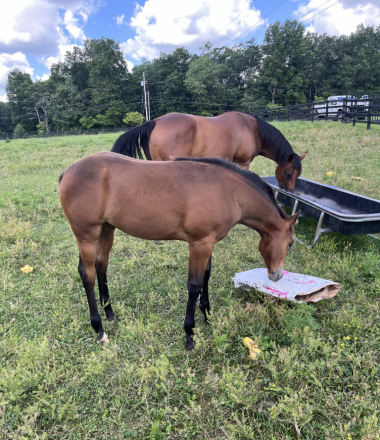 HorseID: 2311018 MISS BAMACOCK - PhotoID: 1104295