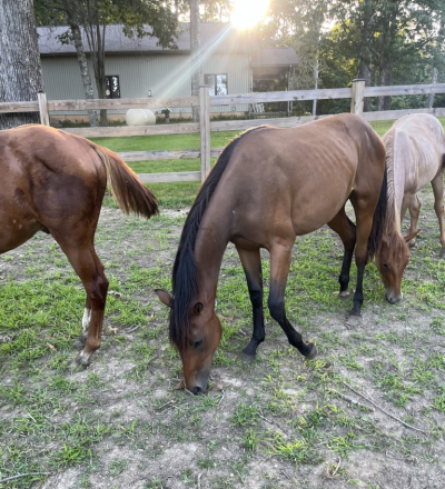HorseID: 2311018 MISS BAMACOCK - PhotoID: 1104421