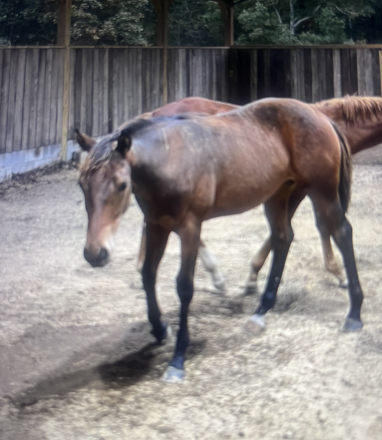 HorseID: 2311018 MISS BAMACOCK - PhotoID: 1102011