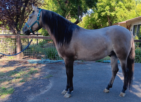 HorseID: 2311154 Fierro De Dble L - PhotoID: 1095968
