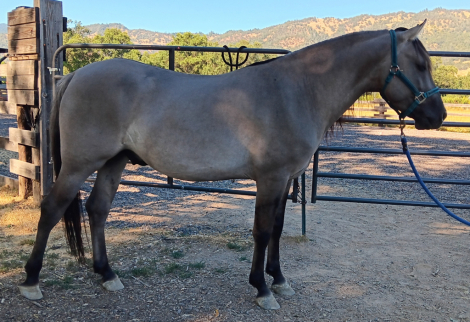 HorseID: 2311154 Fierro De Dble L - PhotoID: 1095969