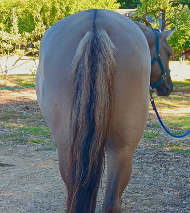HorseID: 2311154 Fierro De Dble L - PhotoID: 1095970