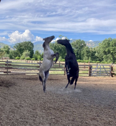 HorseID: 2311154 Fierro De Dble L - PhotoID: 1095971