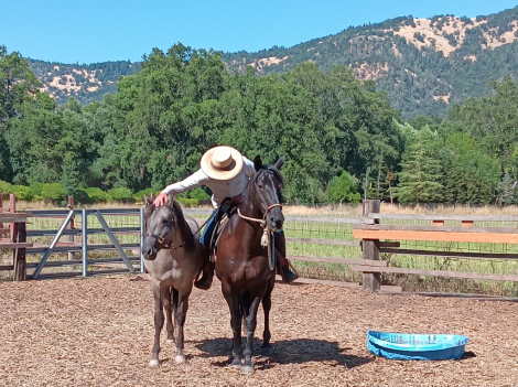 HorseID: 2311154 Fierro De Dble L - PhotoID: 1095972