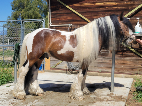 HorseID: 2311266 GBR BEORN - PhotoID: 1103894