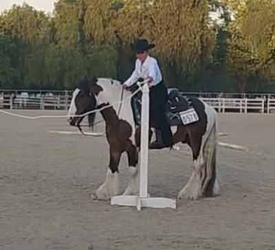 HorseID: 2311266 GBR BEORN - PhotoID: 1103895