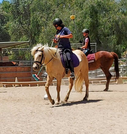 HorseID: 2311440 Odin - PhotoID: 1105190