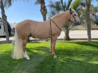 HorseID: 2311440 Odin - PhotoID: 1105192