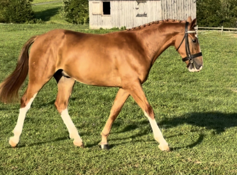 HorseID: 2311572 Dylasau Gentleman Farmer - PhotoID: 1105123
