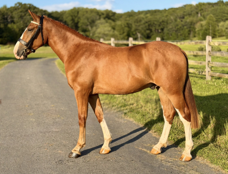 HorseID: 2311572 Dylasau Gentleman Farmer - PhotoID: 1105124