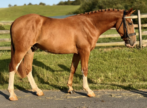 HorseID: 2311572 Dylasau Gentleman Farmer - PhotoID: 1105125