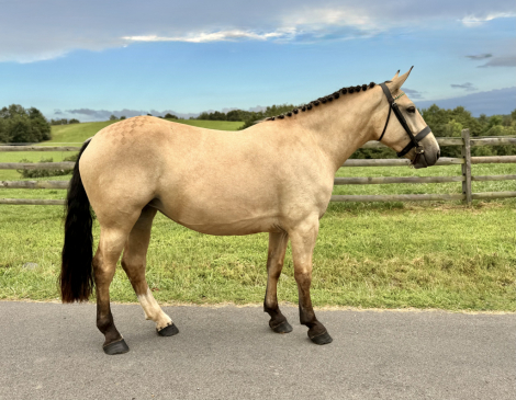 HorseID: 2311574 On Target - PhotoID: 1105127