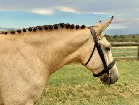 HorseID: 2311574 On Target - PhotoID: 1105128