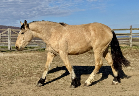 HorseID: 2311574 On Target - PhotoID: 1105130