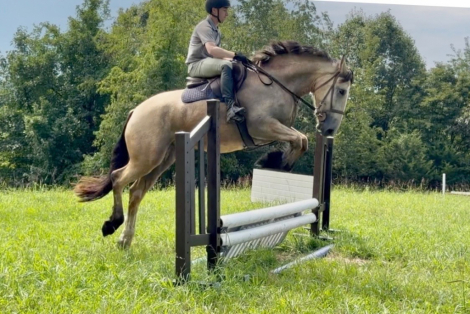 HorseID: 2311574 On Target - PhotoID: 1105131