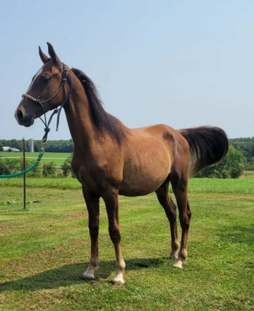 HorseID: 2311583 Garrett - PhotoID: 1096479