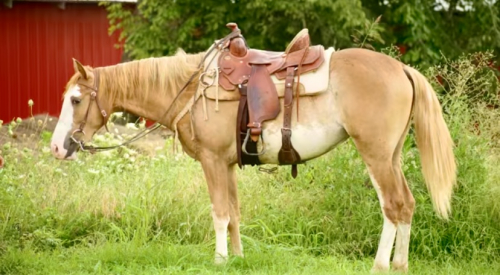 HorseID: 2311716 Sedona - PhotoID: 1104899