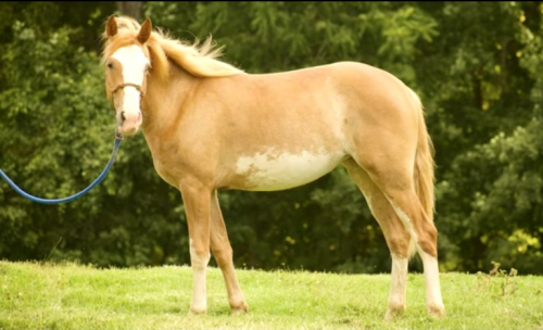 HorseID: 2311716 Sedona - PhotoID: 1104900