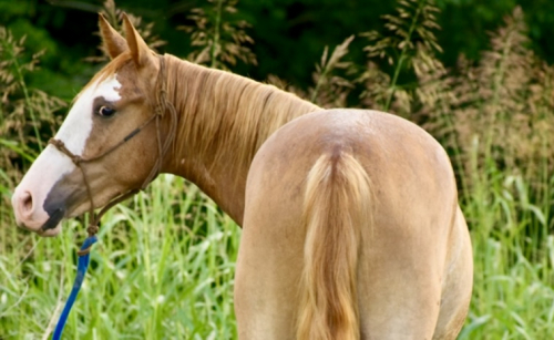 HorseID: 2311716 Sedona - PhotoID: 1104901