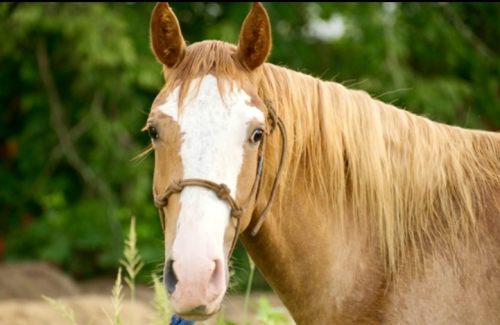 HorseID: 2311716 Sedona - PhotoID: 1104902