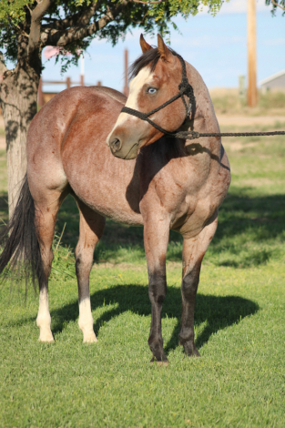 HorseID: 2312016 CSR HESA WHISKEY VERSE - PhotoID: 1097031