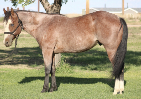 HorseID: 2312016 CSR HESA WHISKEY VERSE - PhotoID: 1097032