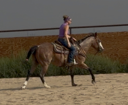 HorseID: 2312016 CSR HESA WHISKEY VERSE - PhotoID: 1097033