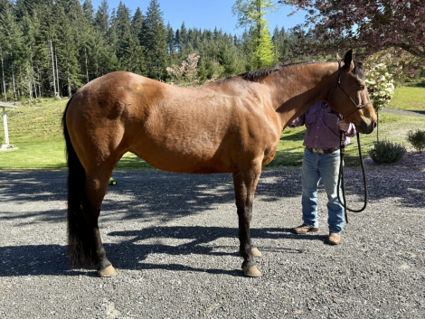 HorseID: 2312167 Plenty of Royal Dee and Macs Good N Royal - PhotoID: 1097181
