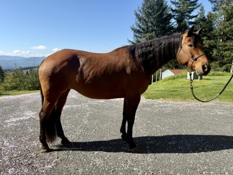 HorseID: 2312167 Plenty of Royal Dee and Macs Good N Royal - PhotoID: 1097182