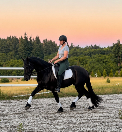 HorseID: 2312195 Black Pine's Xander - PhotoID: 1097216