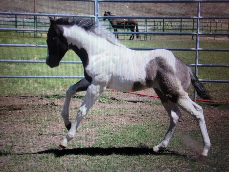 HorseID: 2312361 Catsbys Risky Bisness - PhotoID: 1097782