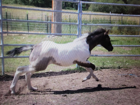 HorseID: 2312361 Catsbys Risky Bisness - PhotoID: 1097783