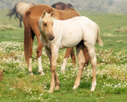 HorseID: 2312424 KT Big Starbound - PhotoID: 1104699