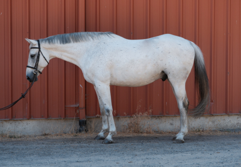 HorseID: 2312460 GALLARDO - PhotoID: 1097587