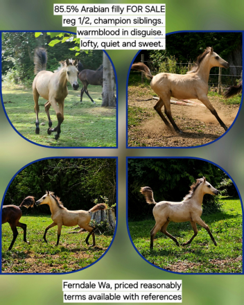 HorseID: 2312702 KS Hot Starry Nite - PhotoID: 1097875