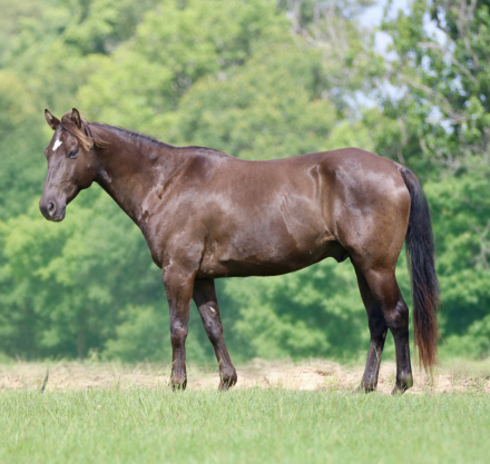 HorseID: 2312989 GGC Sunday Sauce - PhotoID: 1098270