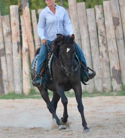 HorseID: 2312989 GGC Sunday Sauce - PhotoID: 1098271