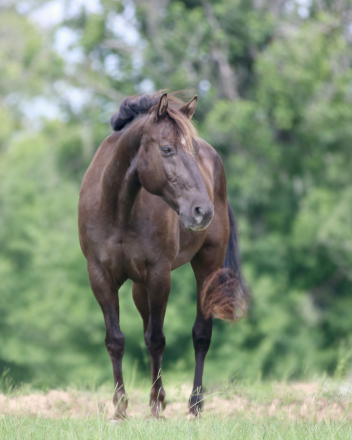 HorseID: 2312989 GGC Sunday Sauce - PhotoID: 1098272