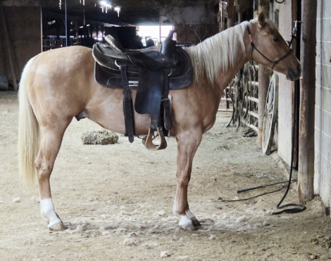 HorseID: 2313131 CD PEPPY GUY - PhotoID: 1103804
