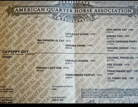 HorseID: 2313131 CD PEPPY GUY - PhotoID: 1103806