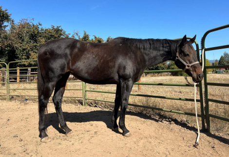 HorseID: 2313219 Midnight Weave - PhotoID: 1104623