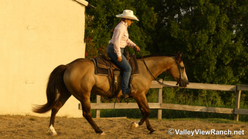 HorseID: 2313242 FQH Wimpys Lil Buttr - PhotoID: 1098612