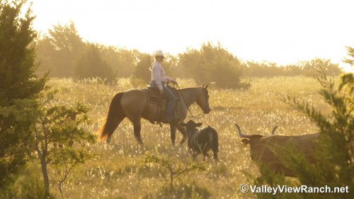 HorseID: 2313242 FQH Wimpys Lil Buttr - PhotoID: 1098613