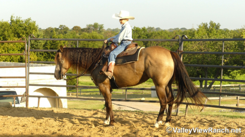 HorseID: 2313242 FQH Wimpys Lil Buttr - PhotoID: 1098614