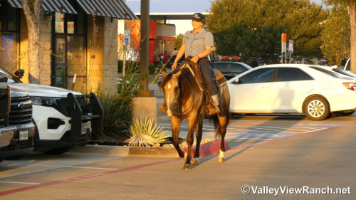 HorseID: 2313242 FQH Wimpys Lil Buttr - PhotoID: 1098615