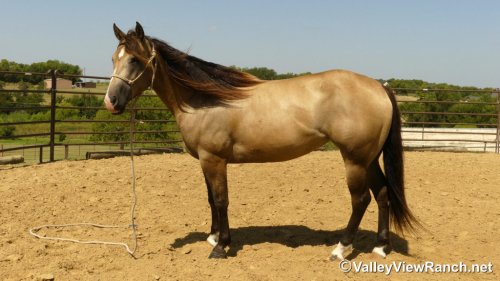 HorseID: 2313242 FQH Wimpys Lil Buttr - PhotoID: 1098616
