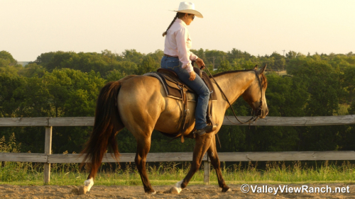 HorseID: 2313242 FQH Wimpys Lil Buttr - PhotoID: 1098617