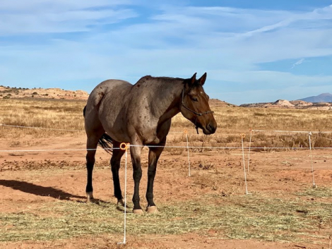 HorseID: 2313273 Jules Blue Valentine - PhotoID: 1098680