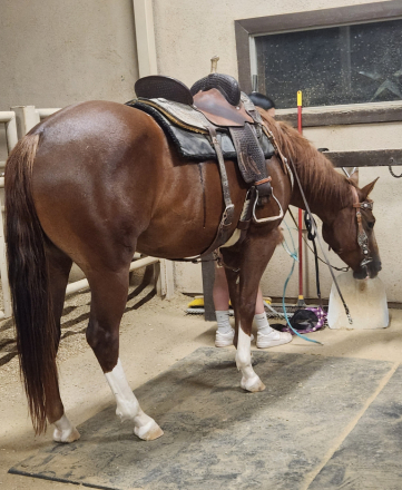 HorseID: 2313320 Reba - PhotoID: 1098745